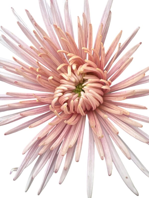 Fresh Cut Chrysanthemum Yellow Gerbera Wholesale Yunnan Wedding Bouquet Filler Flowers
