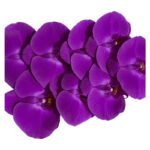 Fresh Cut Phalaenopsis A Grade Long Vase Life Purple Phalaenopsis Cut Flowers Wholesale Cold Chain Export