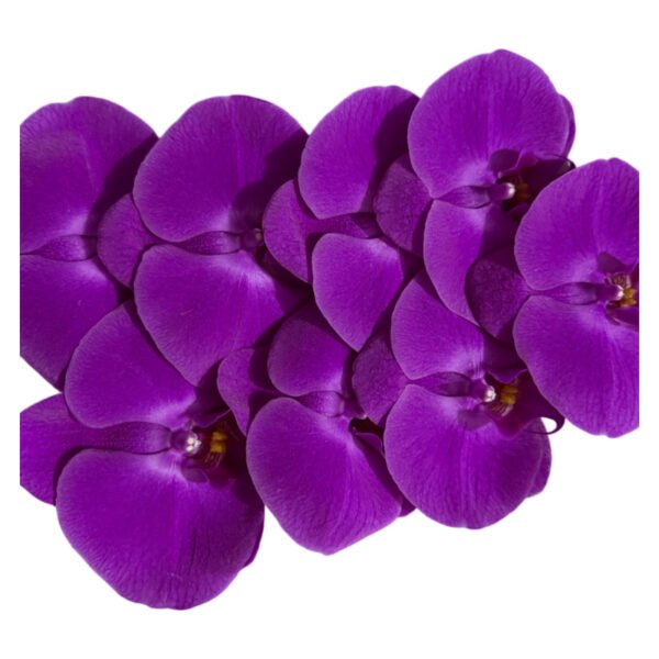 Fresh Cut Phalaenopsis A Grade Long Vase Life Purple Phalaenopsis Cut Flowers Wholesale Cold Chain Export