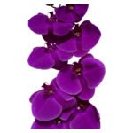 Fresh Cut Phalaenopsis A Grade Long Vase Life Purple Phalaenopsis Cut Flowers Wholesale Cold Chain Export