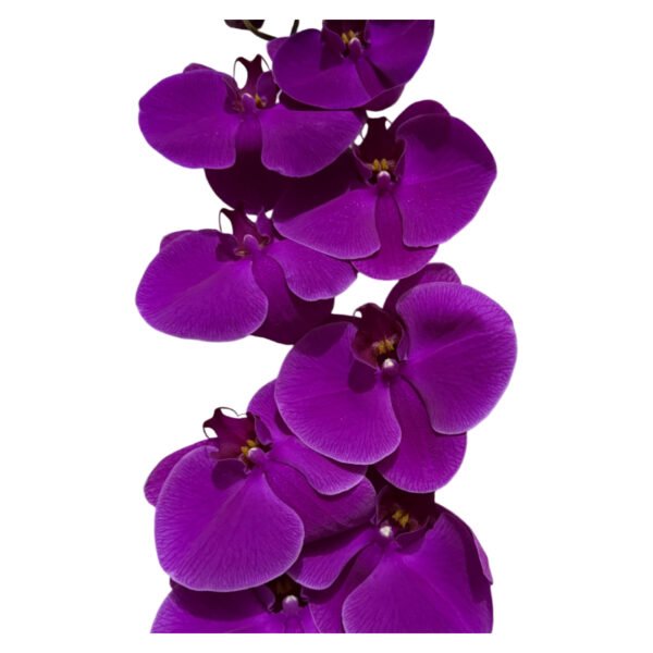 Fresh Cut Phalaenopsis A Grade Long Vase Life Purple Phalaenopsis Cut Flowers Wholesale Cold Chain Export