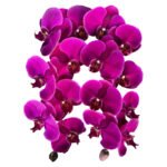 Fresh Cut Phalaenopsis A Grade Long Vase Life Purple Phalaenopsis Cut Flowers Wholesale Cold Chain Export