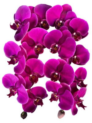 Fresh Cut Phalaenopsis A Grade Long Vase Life Purple Phalaenopsis Cut Flowers Wholesale Cold Chain Export