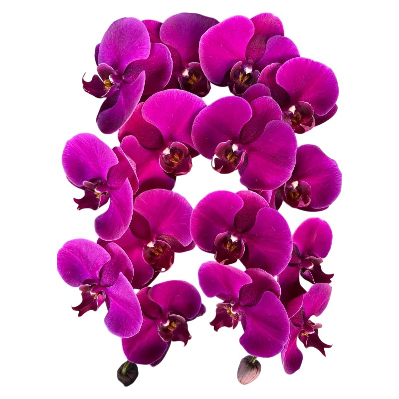 紫3