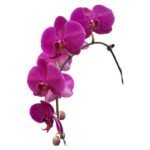 Fresh Cut Phalaenopsis A Grade Long Vase Life Purple Phalaenopsis Cut Flowers Wholesale Cold Chain Export