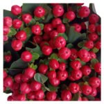 Fresh Cut Hypericum Berries A Grade Decorative Filler Flowers Wholesale Cold Chain Supply from Yunnan Kunming