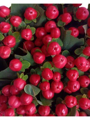 Fresh Cut Hypericum Berries A Grade Decorative Filler Flowers Wholesale Cold Chain Supply from Yunnan Kunming
