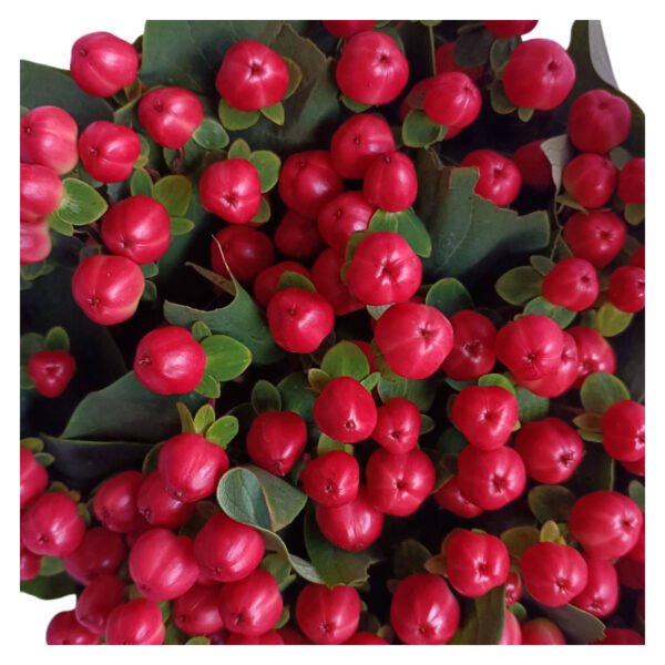 Fresh Cut Hypericum Berries A Grade Decorative Filler Flowers Wholesale Cold Chain Supply from Yunnan Kunming
