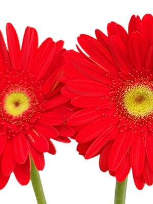 Fresh Cut Chrysanthemum Red Gerbera Wholesale Yunnan Wedding Bouquet Filler Flowers