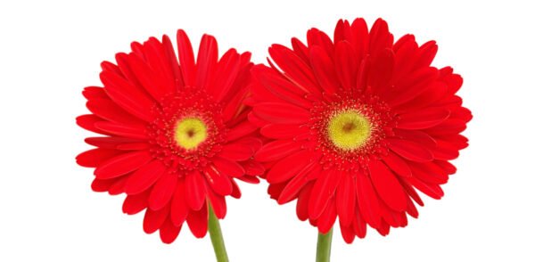 Fresh Cut Chrysanthemum Yellow Gerbera Wholesale Yunnan Wedding Bouquet Filler Flowers