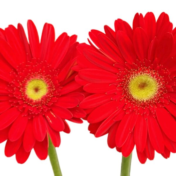 Fresh Cut Chrysanthemum Red Gerbera Wholesale Yunnan Wedding Bouquet Filler Flowers