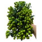 Fresh Cut Hypericum Berries A Grade Decorative Filler Flowers Wholesale Cold Chain Supply from Yunnan Kunming