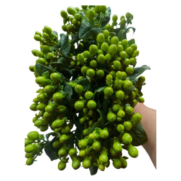 Fresh Cut Hypericum Berries A Grade Decorative Filler Flowers Wholesale Cold Chain Supply from Yunnan Kunming