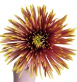 Fresh Cut Chrysanthemum Yellow Gerbera Wholesale Yunnan Wedding Bouquet Filler Flowers