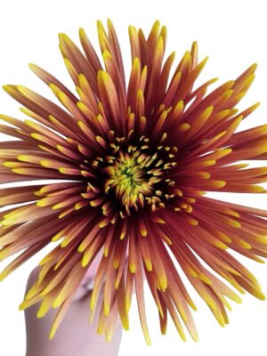 Fresh Cut Chrysanthemum Gerbera Wholesale Yunnan Wedding Bouquet Filler Flowers