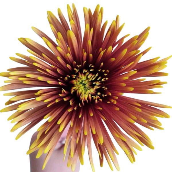 Fresh Cut Chrysanthemum Gerbera Wholesale Yunnan Wedding Bouquet Filler Flowers