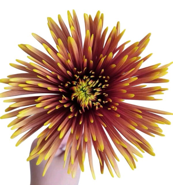 Fresh Cut Chrysanthemum Yellow Gerbera Wholesale Yunnan Wedding Bouquet Filler Flowers