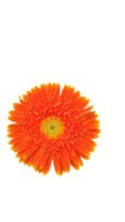 Fresh Cut Chrysanthemum Yellow Gerbera Wholesale Yunnan Wedding Bouquet Filler Flowers
