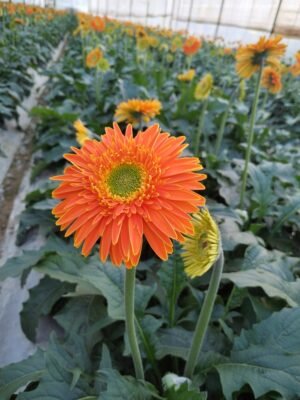 Fresh Cut Chrysanthemum Gerbera Wholesale Yunnan Wedding Bouquet Filler Flowers