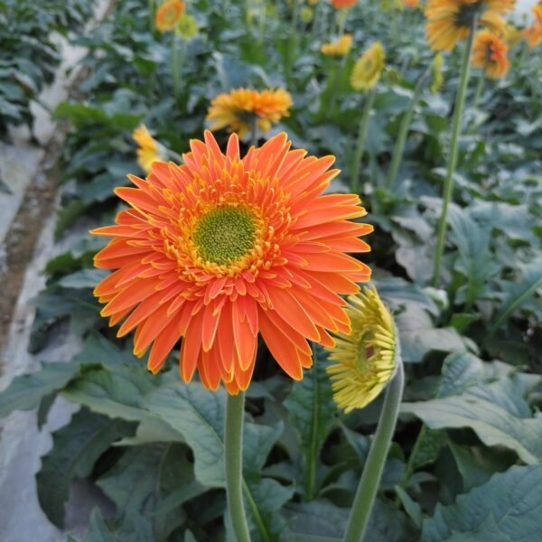 Fresh Cut Chrysanthemum Gerbera Wholesale Yunnan Wedding Bouquet Filler Flowers
