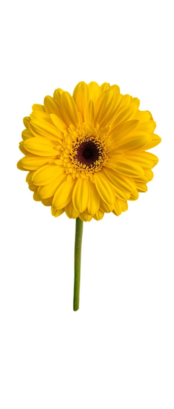 Fresh Cut Chrysanthemum Yellow Gerbera Wholesale Yunnan Wedding Bouquet Filler Flowers
