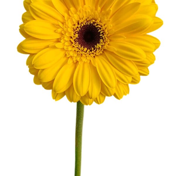 Fresh Cut Chrysanthemum Yellow Gerbera Wholesale Yunnan Wedding Bouquet Filler Flowers