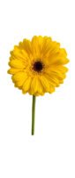 Fresh Cut Chrysanthemum Yellow Gerbera Wholesale Yunnan Wedding Bouquet Filler Flowers
