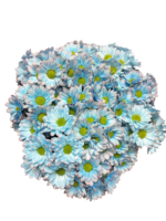Fresh Cut Dyed Spray Chrysanthemum Porcelain‑blue Color Wholesale Yunnan Bouquet Filler Flowers