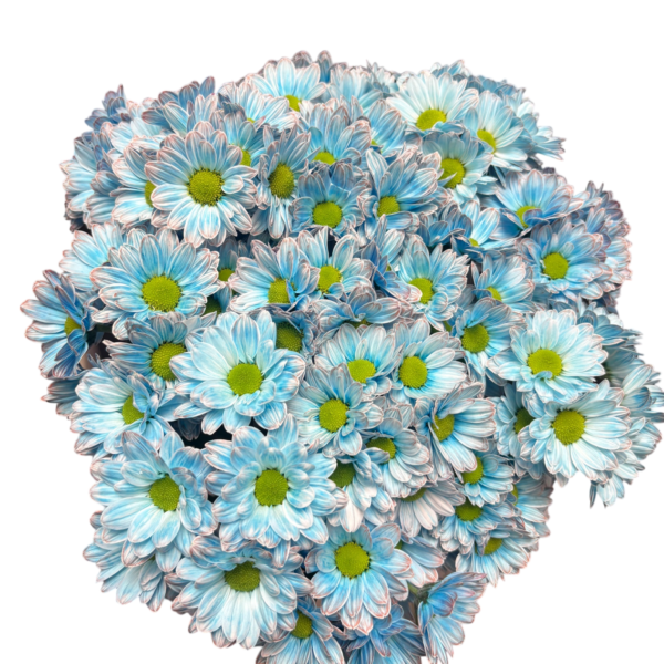 Fresh Cut Dyed Spray Chrysanthemum Porcelain‑blue Color Wholesale Yunnan Bouquet Filler Flowers