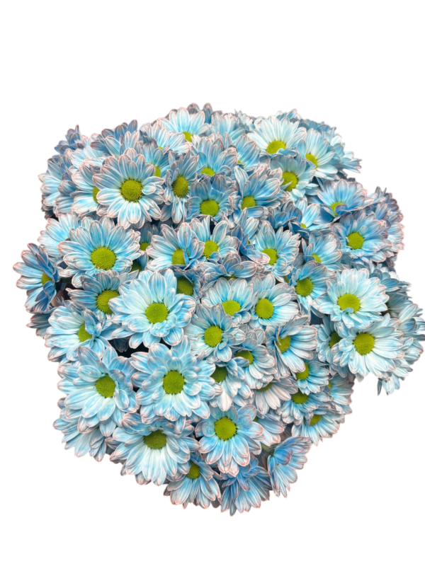 Fresh Cut Dyed Spray Chrysanthemum Porcelain‑blue Color Wholesale Yunnan Bouquet Filler Flowers