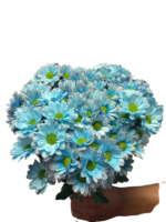 Fresh Cut Dyed Spray Chrysanthemum Porcelain‑blue Color Wholesale Yunnan Bouquet Filler Flowers