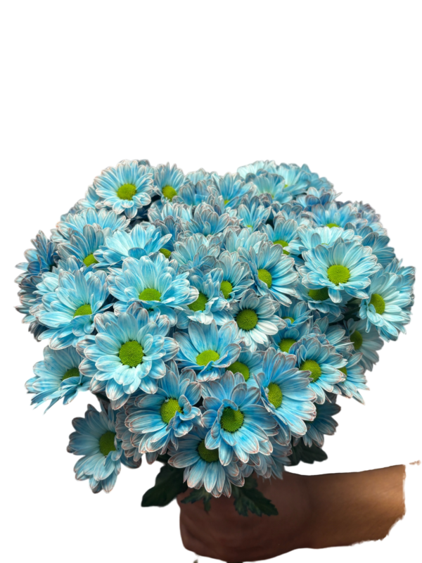 Fresh Cut Dyed Spray Chrysanthemum Porcelain‑blue Color Wholesale Yunnan Bouquet Filler Flowers