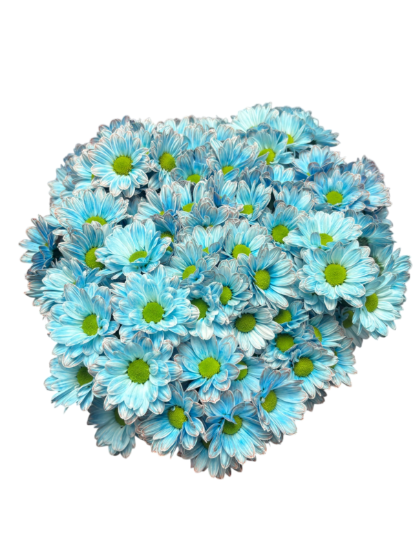 Fresh Cut Dyed Spray Chrysanthemum Porcelain‑blue Color Wholesale Yunnan Bouquet Filler Flowers