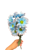 Fresh Cut Dyed Spray Chrysanthemum Porcelain‑blue Color Wholesale Yunnan Bouquet Filler Flowers
