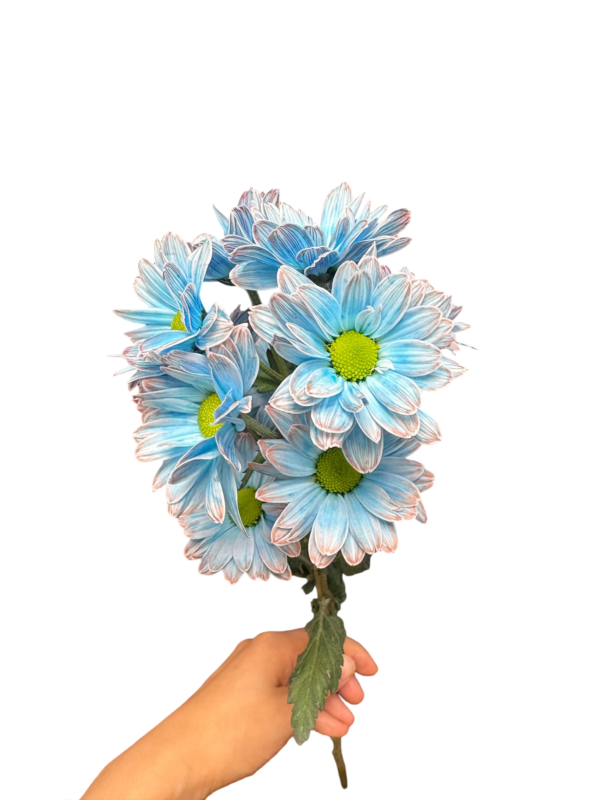 Fresh Cut Dyed Spray Chrysanthemum Porcelain‑blue Color Wholesale Yunnan Bouquet Filler Flowers