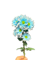 Fresh Cut Dyed Spray Chrysanthemum Porcelain‑blue Color Wholesale Yunnan Bouquet Filler Flowers