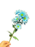 Fresh Cut Dyed Spray Chrysanthemum Porcelain‑blue Color Wholesale Yunnan Bouquet Filler Flowers