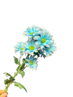 Fresh Cut Dyed Spray Chrysanthemum Porcelain‑blue Color Wholesale Yunnan Bouquet Filler Flowers