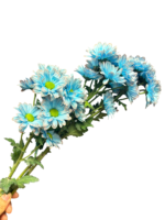 Fresh Cut Dyed Spray Chrysanthemum Porcelain‑blue Color Wholesale Yunnan Bouquet Filler Flowers