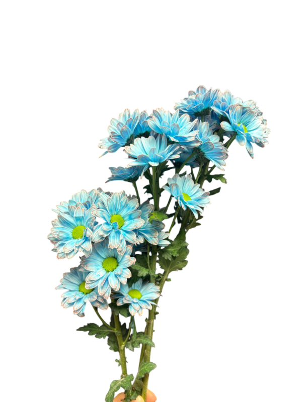 Fresh Cut Dyed Spray Chrysanthemum Porcelain‑blue Color Wholesale Yunnan Bouquet Filler Flowers