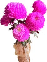 Fresh Cut Chrysanthemum Blue Peony Chrysanthemum Wholesale Yunnan Wedding Bouquet Filler Flowers