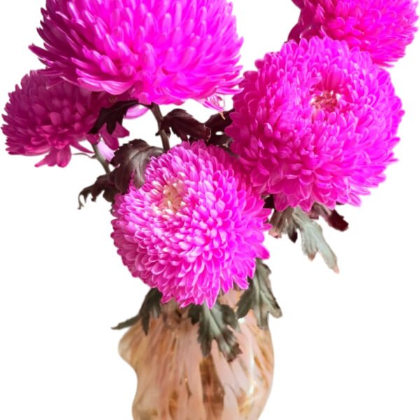 Fresh Cut Chrysanthemum Depp Pink Peony Chrysanthemum Wholesale Yunnan Wedding Bouquet Filler Flower