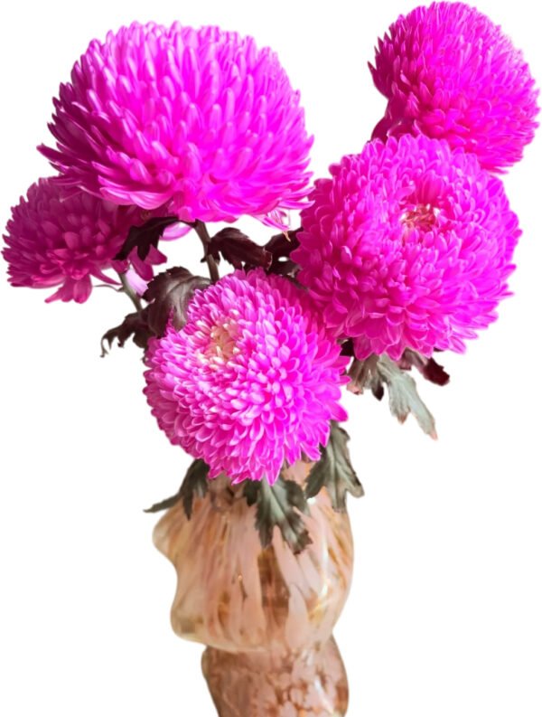 Fresh Cut Chrysanthemum Blue Peony Chrysanthemum Wholesale Yunnan Wedding Bouquet Filler Flowers
