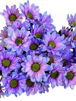 Fresh Cut Dyed Spray Chrysanthemum Aurora Purple Color Wholesale Yunnan Bouquet Filler Flowers