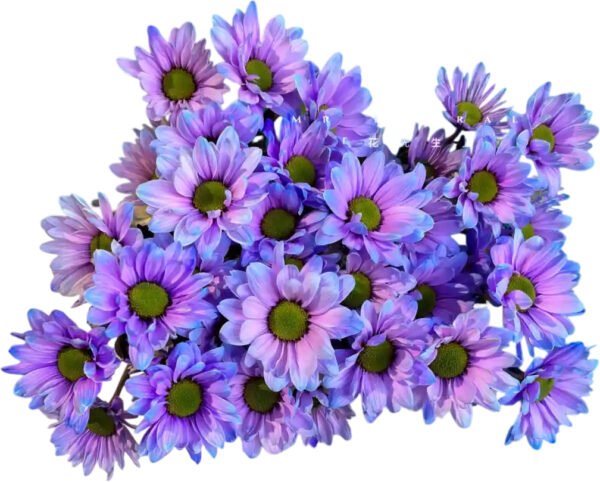 Fresh Cut Dyed Spray Chrysanthemum Aurora Purple Color Wholesale Yunnan Bouquet Filler Flowers