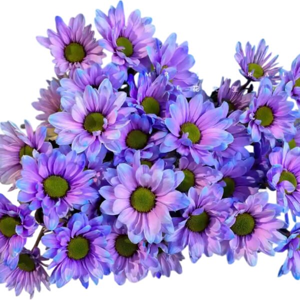 Fresh Cut Dyed Spray Chrysanthemum Aurora Purple Color Wholesale Yunnan Bouquet Filler Flowers