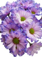 Fresh Cut Dyed Spray Chrysanthemum Purple Color Wholesale Yunnan Bouquet Filler Flowers