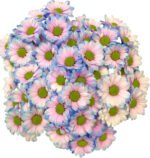 Fresh Cut Dyed Spray Chrysanthemum Purple Color Wholesale Yunnan Bouquet Filler Flowers