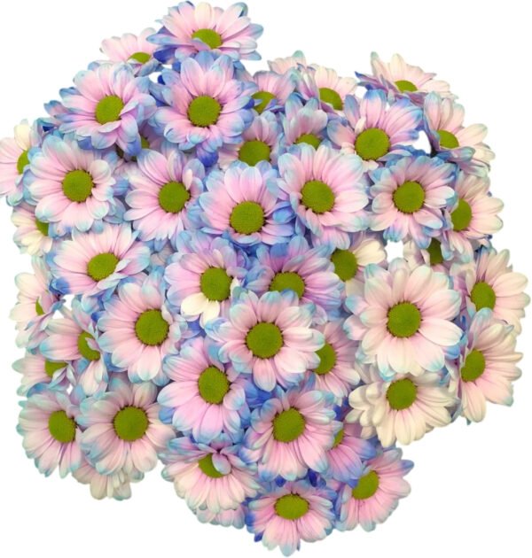 Fresh Cut Dyed Spray Chrysanthemum Purple Color Wholesale Yunnan Bouquet Filler Flowers