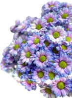Fresh Cut Dyed Spray Chrysanthemum Purple Color Wholesale Yunnan Bouquet Filler Flowers